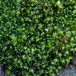 Tetraphis (four-toothed moss)